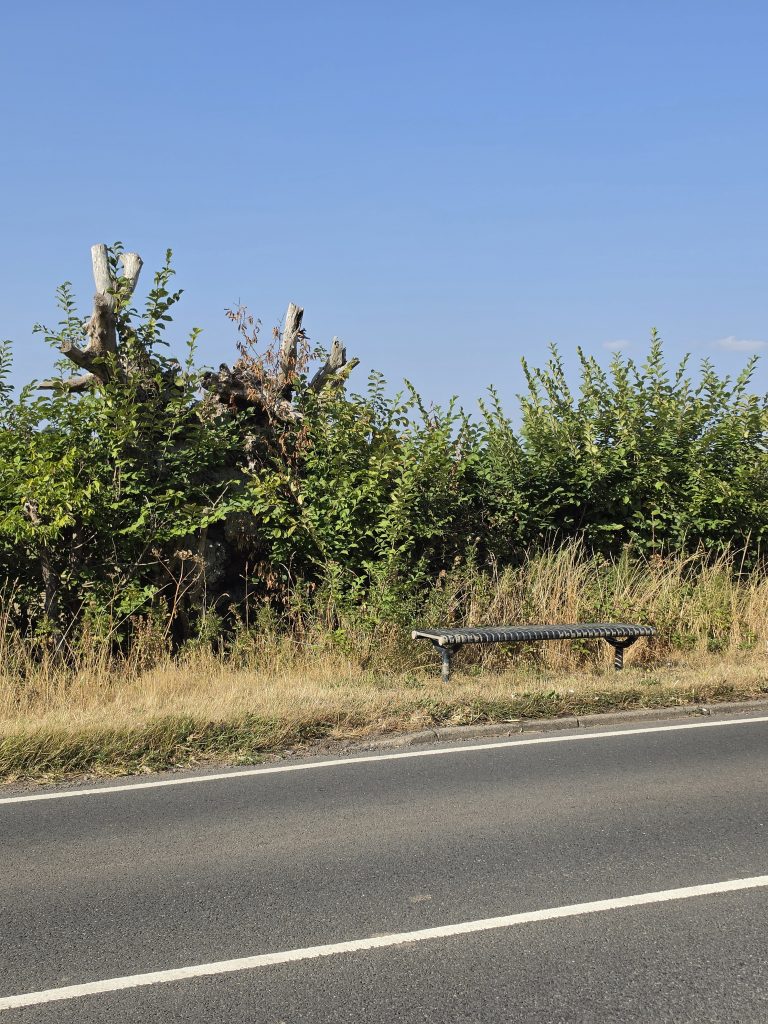 Resting bush on road from Ruddington to Flawford Church site.